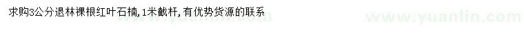 求購3公分紅葉石楠