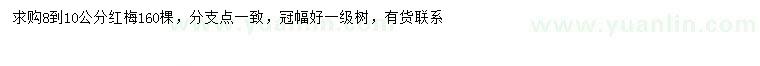 求購8-10公分紅梅
