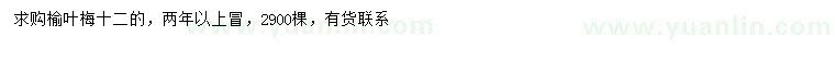 求購12公分榆葉梅