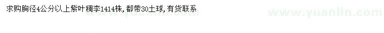 求購胸徑4公分以上紫葉稠李