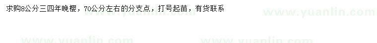求購8公分晚櫻