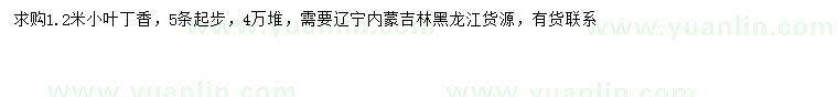 求購1.2米小葉丁香