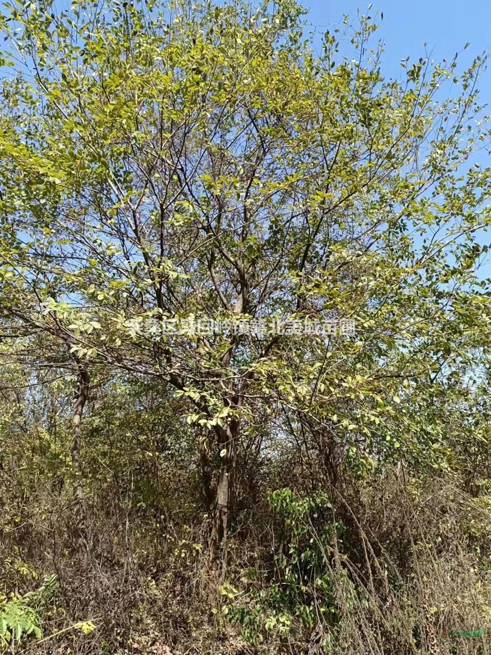 江西樸樹工程庭院綠化-樸樹苗栽種