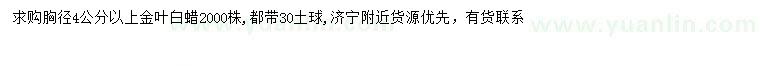 求購胸徑4公分以上金葉白蠟