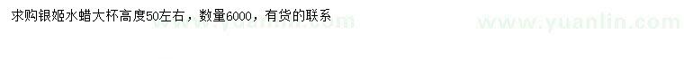 求購高50公分左右銀姬水蠟