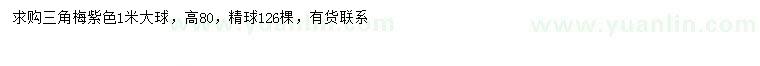 求購高80公分三角梅