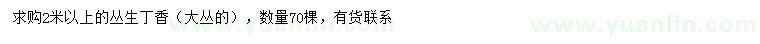 求購(gòu)2米以上叢生丁香