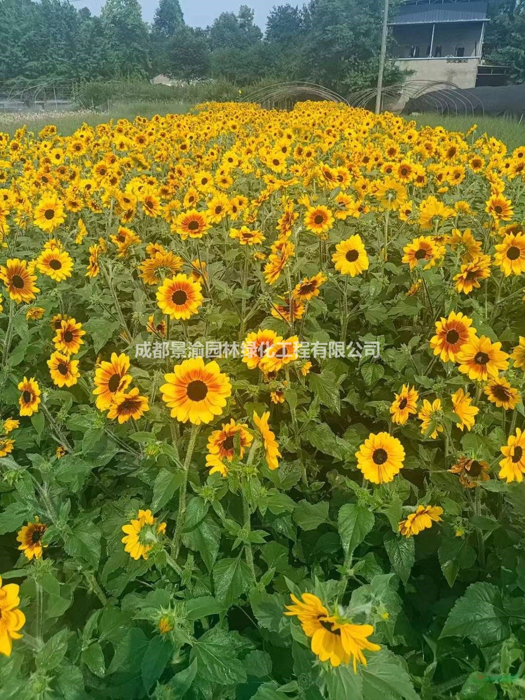 向日葵 成都向日葵基地批發(fā)  精品向日葵價(jià)格  花境植物向日葵供應(yīng)商