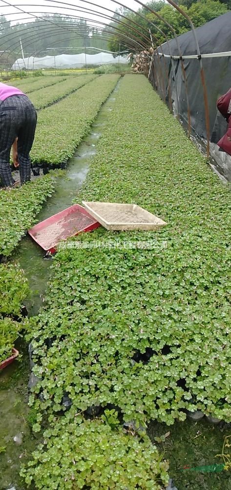 三葉草  成都三葉草基地直銷(xiāo)  精品三葉草杯苗供應(yīng)  地被草花產(chǎn)地批發(fā)