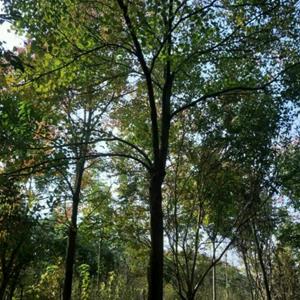 沭阳乌桕 1.5-2米乌桕树