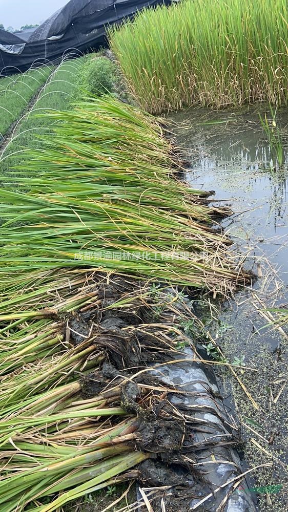 高筍  成都高筍批發(fā)產(chǎn)地  精品高筍現(xiàn)貨圖片  四川水生植物基地供應(yīng)