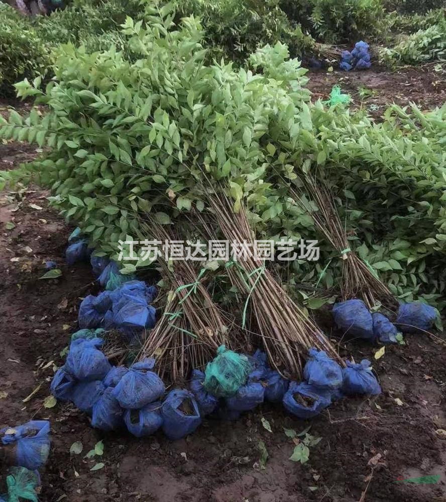 金銀木杯苗