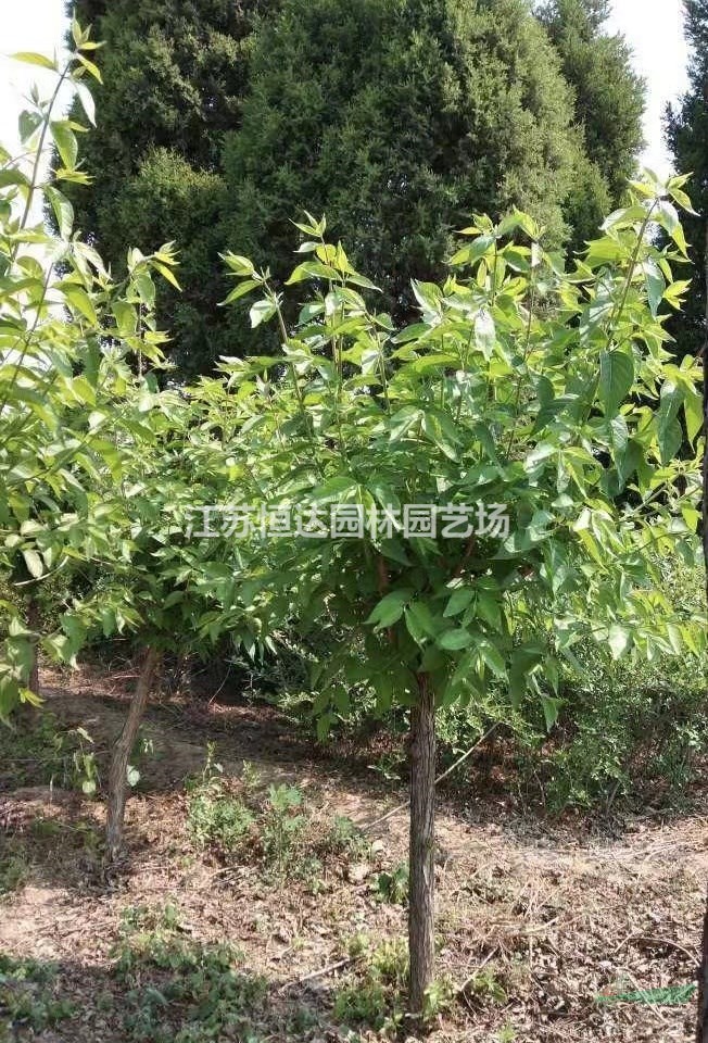 1-2米金銀木 現(xiàn)挖現(xiàn)發(fā)
