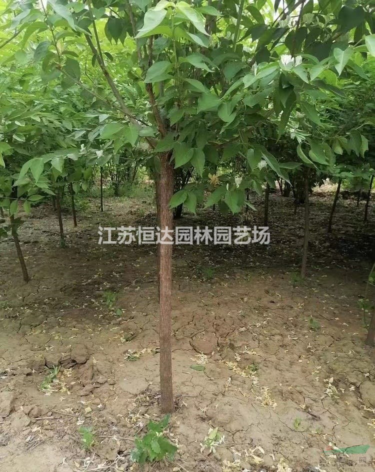 1-2米金銀木 現(xiàn)挖現(xiàn)發(fā)