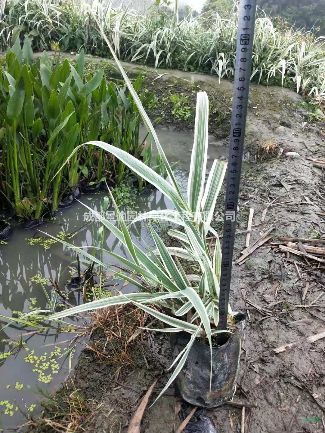 花葉蘆葦  成都花葉蘆葦基地  花葉蘆葦杯苗現(xiàn)貨批發(fā)  四川水生花卉供應商