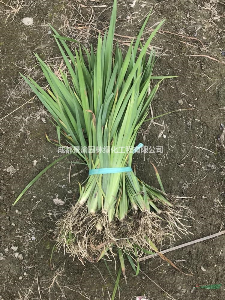 黃菖蒲  成都黃菖蒲基地直銷  精品黃菖蒲杯苗   水生花卉成都貨源