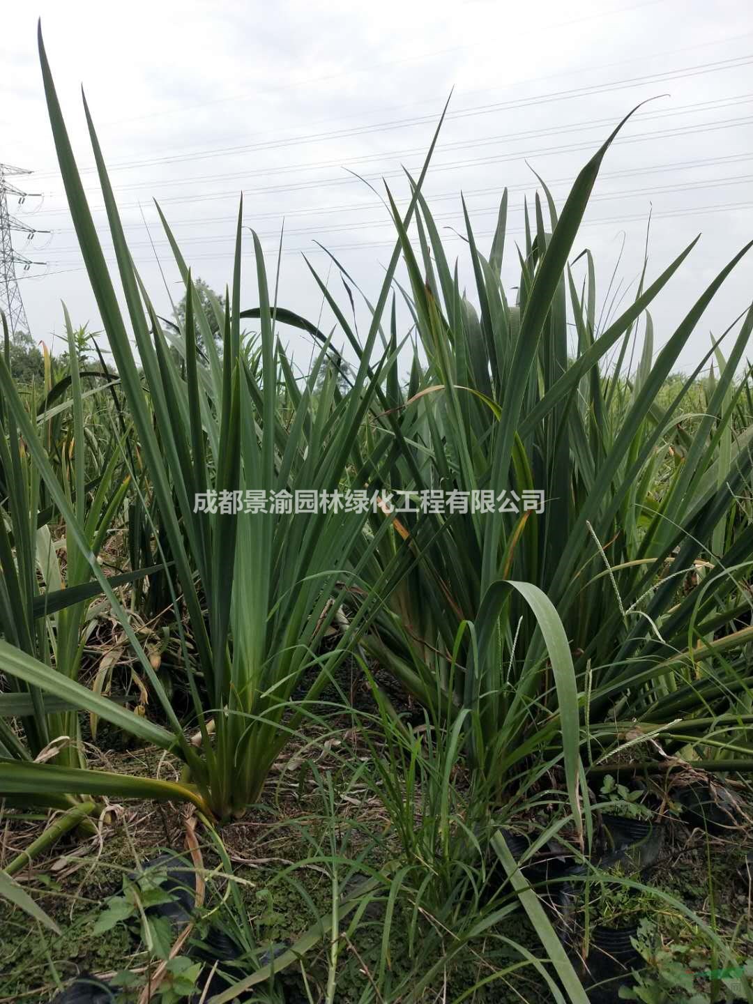 黃菖蒲  成都黃菖蒲基地直銷  精品黃菖蒲杯苗   水生花卉成都貨源