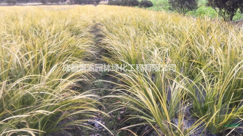 金葉菖蒲  成都金葉菖蒲基地  金葉菖蒲批發(fā)價(jià)格  金葉菖蒲成都貨源