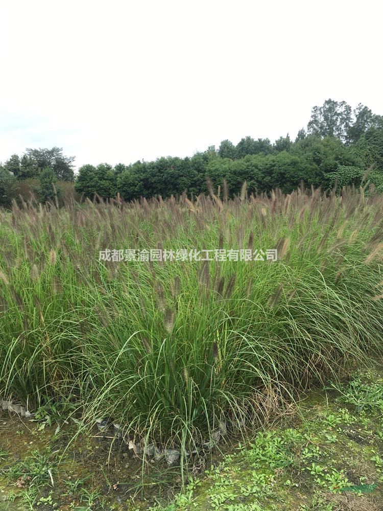 狼尾草  成都狼尾草基地  精品狼尾草袋苗供應(yīng)  四川水生植物批發(fā)商