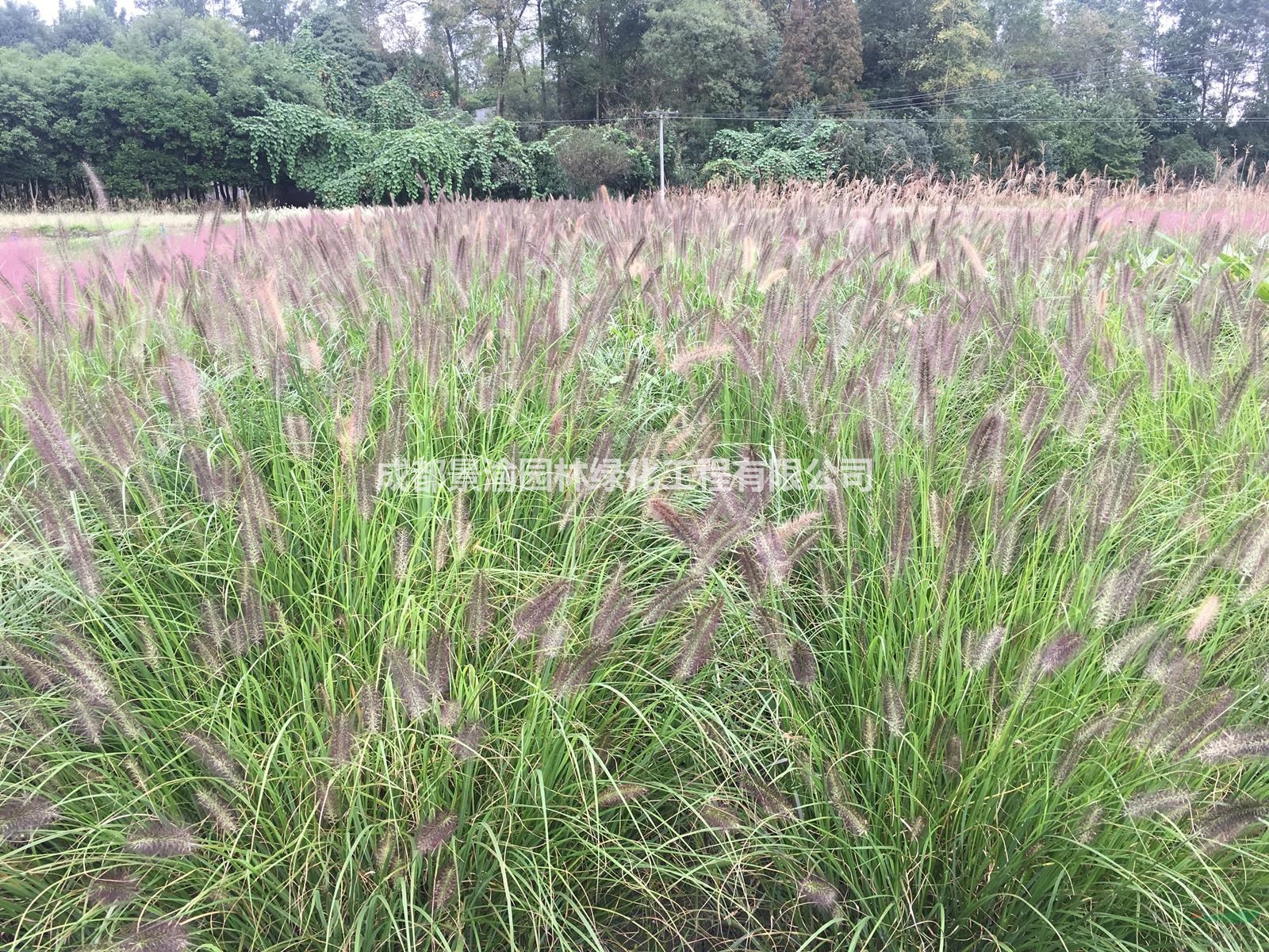 狼尾草  成都狼尾草基地  精品狼尾草袋苗供應(yīng)  四川水生植物批發(fā)商