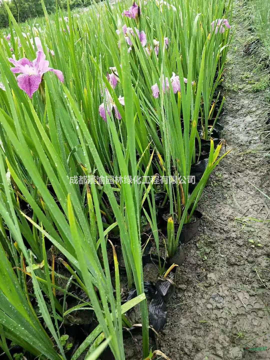 鳶尾  水生鳶尾  成都水生鳶尾基地  精品鳶尾杯苗  四川水生植物批發(fā)商