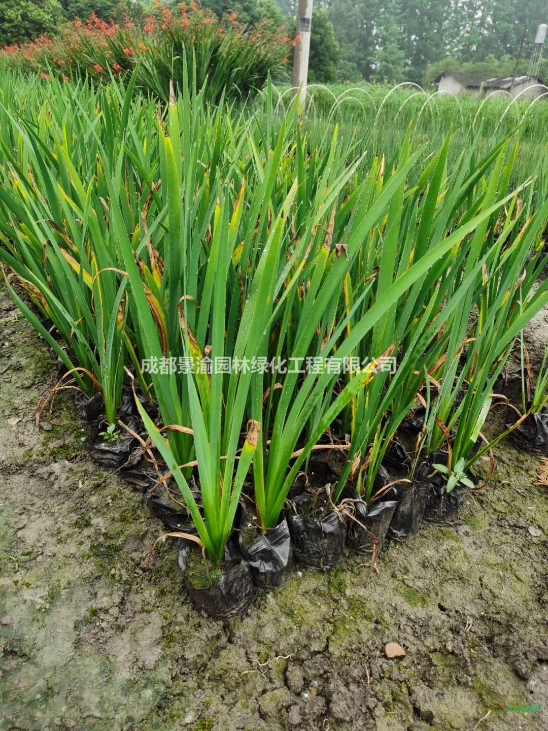 鳶尾  水生鳶尾  成都水生鳶尾基地  精品鳶尾杯苗  四川水生植物批發(fā)商