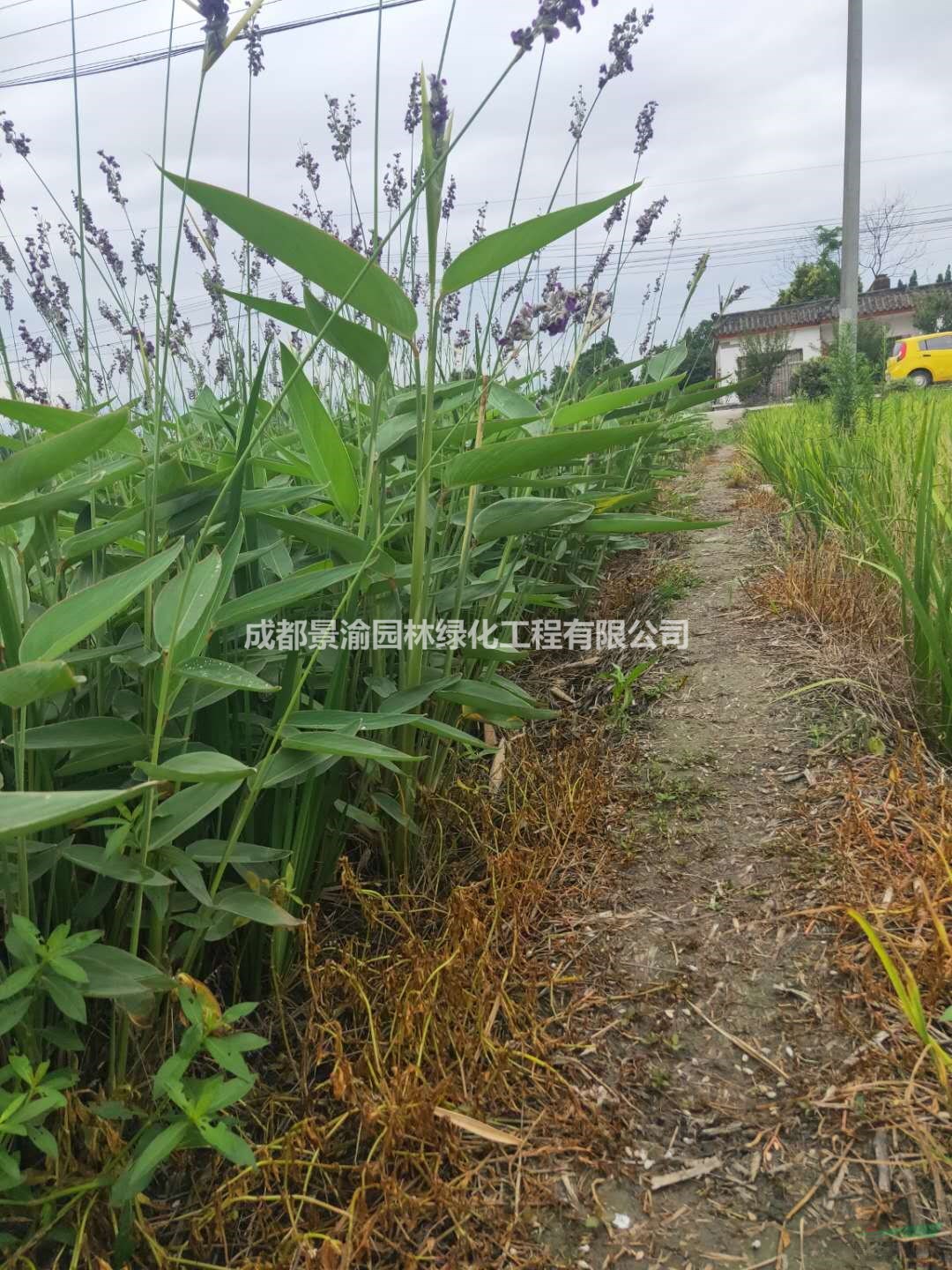 再力花  成都再力花基地  再力花價格  四川水生花卉供應(yīng)商