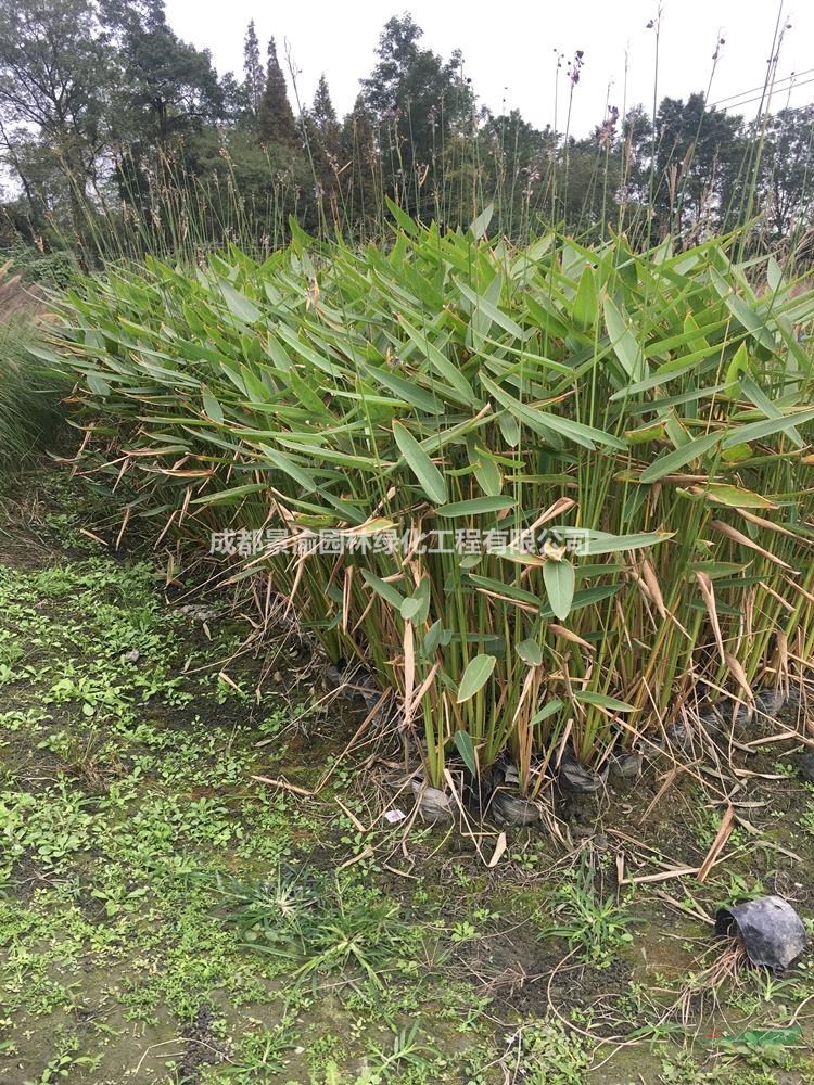 再力花  成都再力花基地  再力花價格  四川水生花卉供應(yīng)商