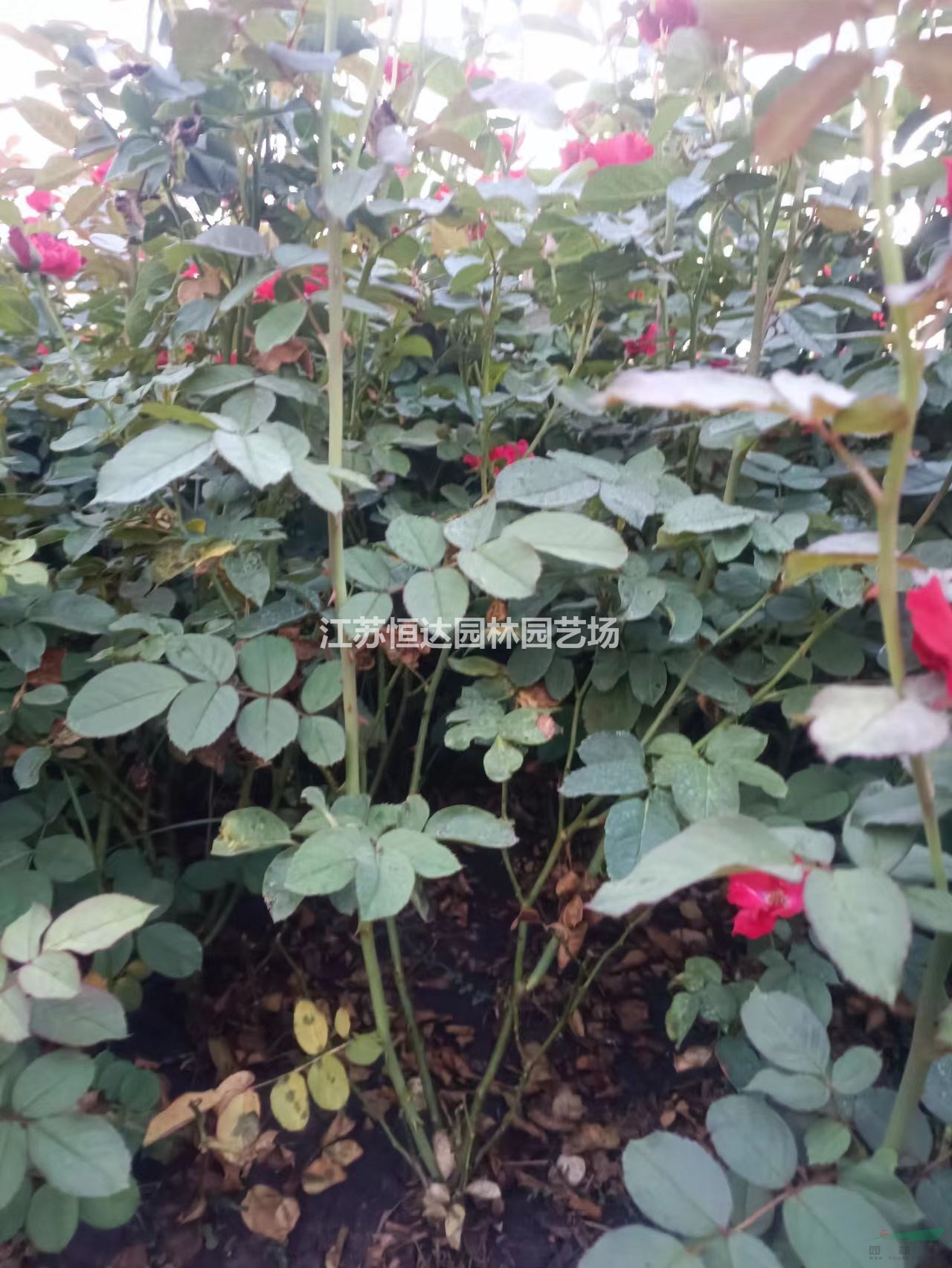 紅帽月季價(jià)值 紅帽月季產(chǎn)地發(fā)貨