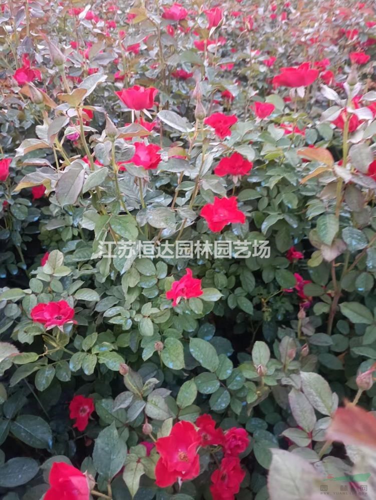 紅帽月季價(jià)值 紅帽月季產(chǎn)地發(fā)貨