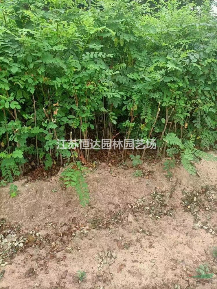 紫穗槐基地 紫穗槐綠化苗 一手貨源