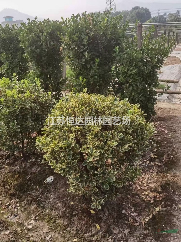 金邊黃楊毛球基地