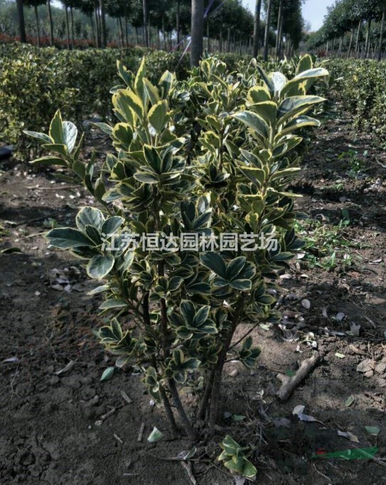金邊黃楊毛球基地