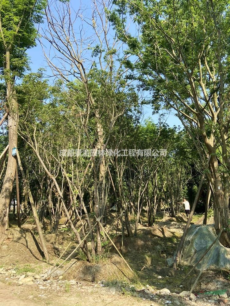 叢生茶條槭  成都茶條槭基地  精品成都茶條槭價格  四川綠化喬木供應商