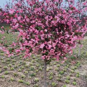 垂絲海棠樹苗庭院耐寒植物西府海棠盆栽室外*北美海棠地栽