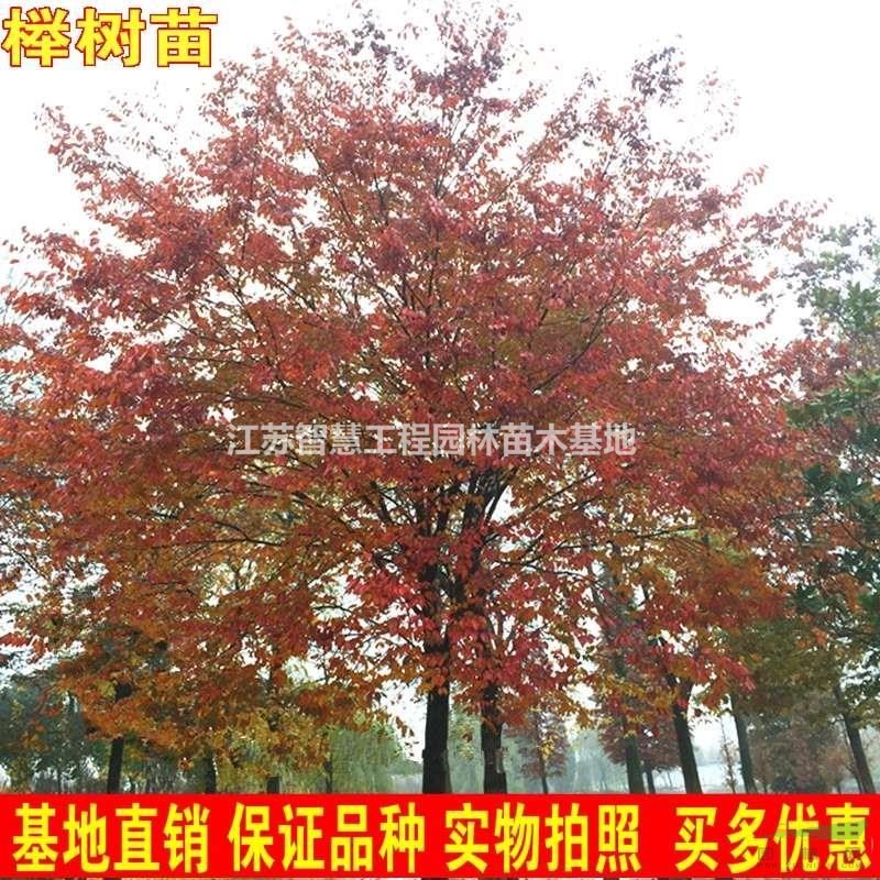 櫸樹 櫸樹苗 櫸樹大樹苗 紅櫸 紅櫸樹苗 盆栽道路園林綠化苗基地