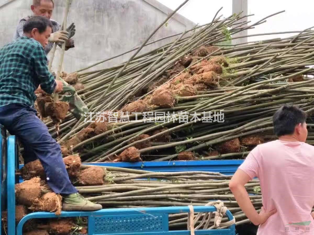 櫸樹 櫸樹苗 櫸樹大樹苗 紅櫸 紅櫸樹苗 盆栽道路園林綠化苗基地