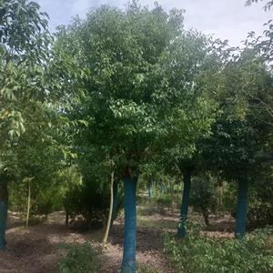香樟  江苏10-20公分容器苗香樟、全冠移植香樟树