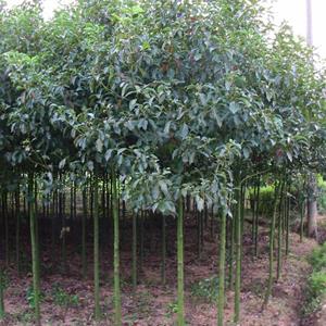 香樟树 1.2-1.6米香樟树