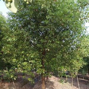 沭阳产地香樟  1.5-2米香樟树