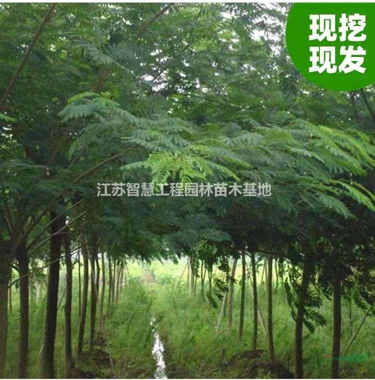 合歡樹苗絨花樹苗芙蓉花樹苗庭院南北方種植盆栽綠化工程耐寒花苗