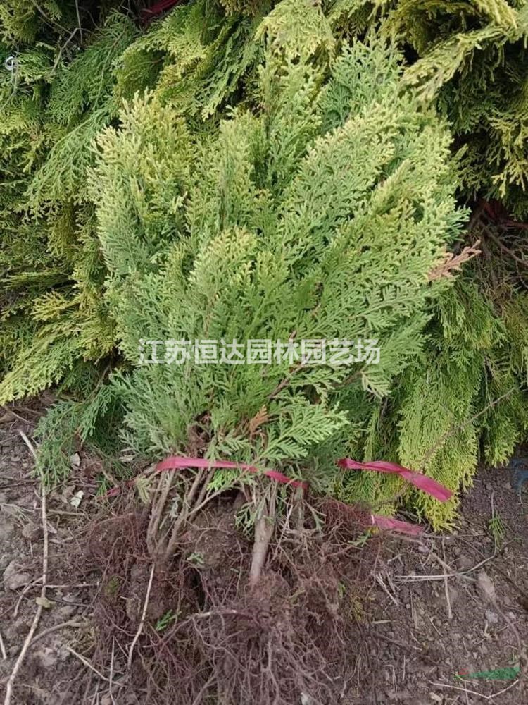 灑金柏小苗