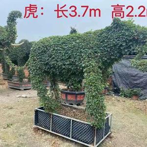 福建動(dòng)物造型三角梅 虎形三角梅長(zhǎng)37米高2.2米