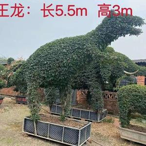 霸王龍造型三角梅長5.5米高3米報價