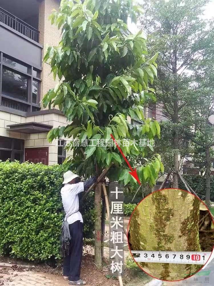 白玉蘭樹苗庭院小區(qū)廠區(qū)道路綠化苗木地栽花園植物