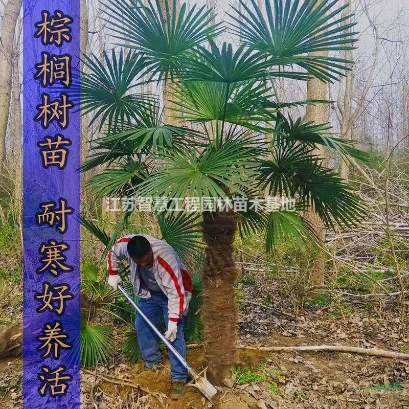 棕葉闊葉棕櫚樹苗花園大型植物庭院耐寒別墅公園常綠棕包樹綠化苗