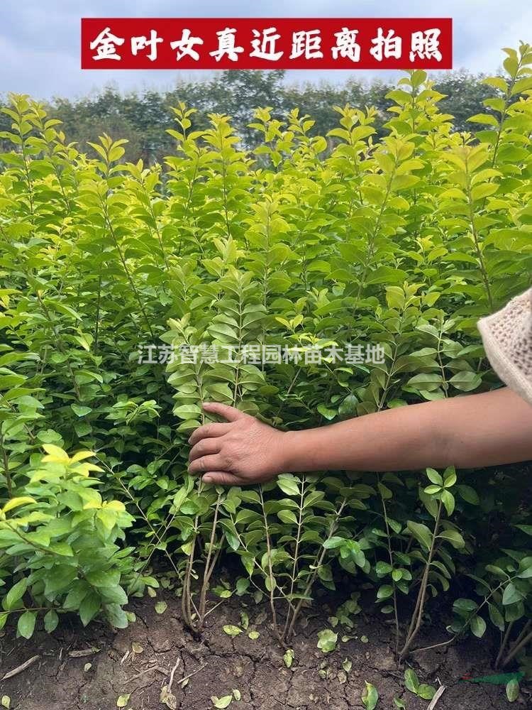 庭院樹苗金葉女貞樹苗女貞子樹苗小葉女貞苗球金森女貞彩色綠化帶