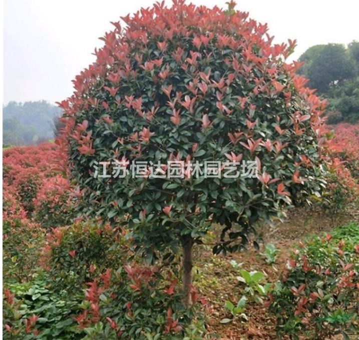 80-160公分獨桿紅葉石楠樹基地 苗圃現(xiàn)貨