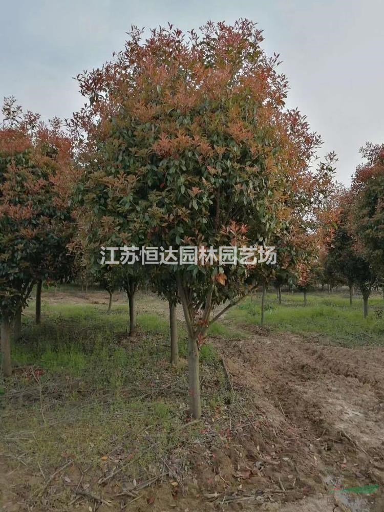 80-160公分獨桿紅葉石楠樹基地 苗圃現(xiàn)貨