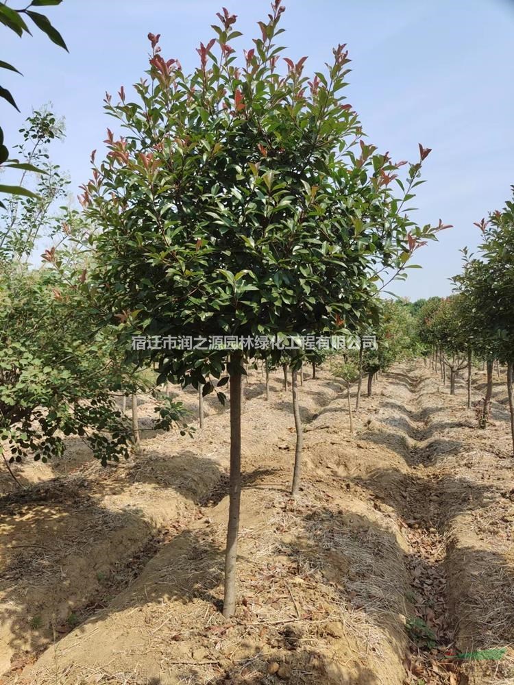 高桿紅葉石楠樹20-50公分